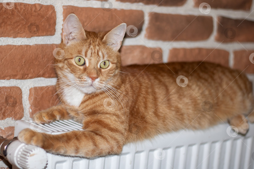 Скачать Хищная кошка семейства кошачьих с палевой шерстью, лежащая на батарее отопления на фоне кирпичной стены фотосток Ozero