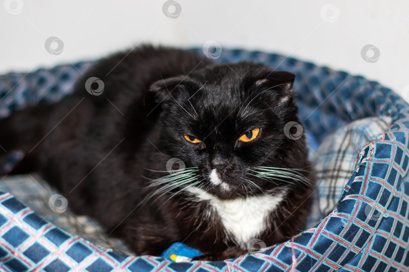 Скачать Домашняя короткошерстная кошка с черной шерстью, желтыми глазами и белым носом фотосток Ozero
