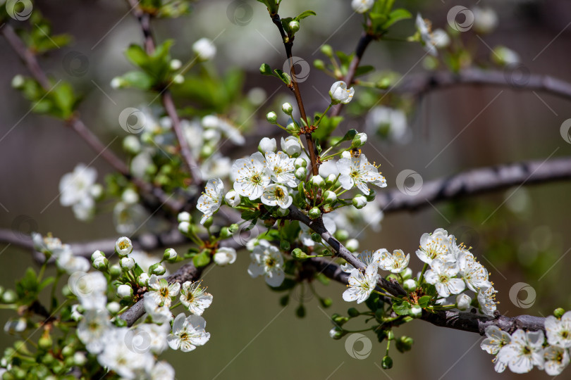 Скачать Цветущее алычовое дерево в весеннем саду. фотосток Ozero