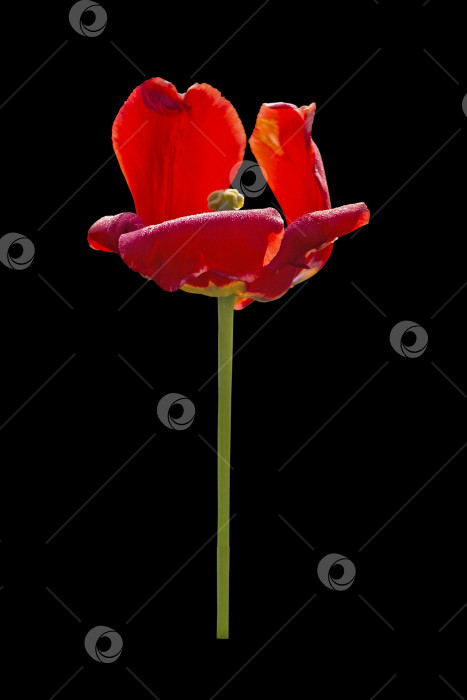 Скачать Высушенный тюльпан, выделенный на черном фоне фотосток Ozero