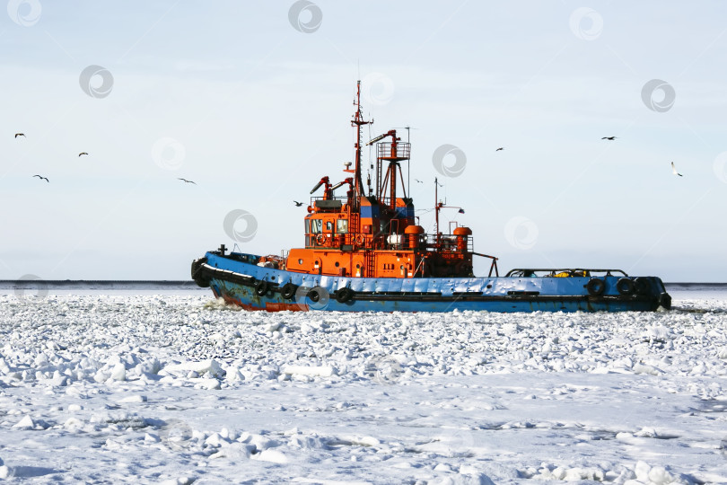 Скачать Буксир идет по фарватеру, проложенному во льду Финского залива. Зима. фотосток Ozero