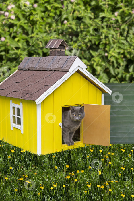 Скачать Серая кошка выглядывает из двери маленького домика за городом фотосток Ozero