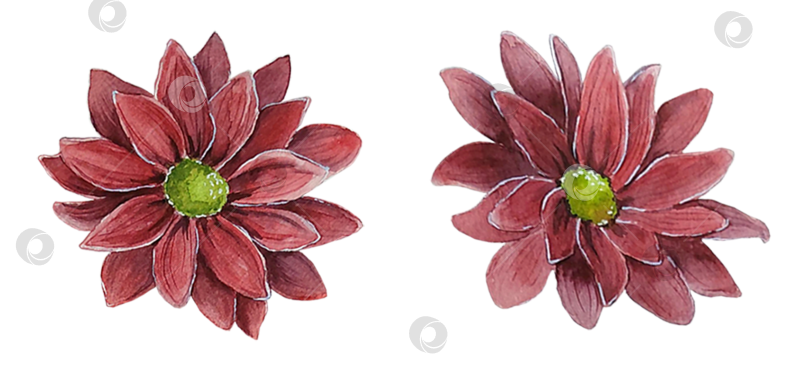 Скачать Красные хризантемы акварелью. Осенние цветы. Ботаническая иллюстрация. фотосток Ozero