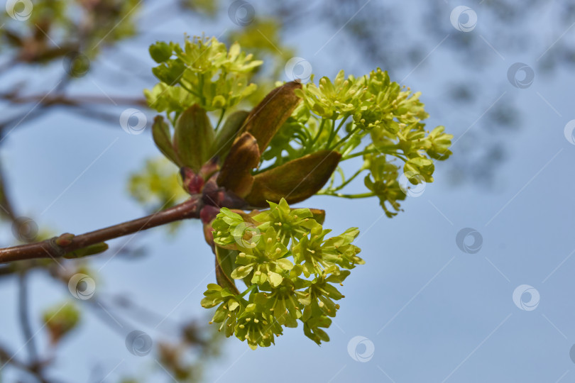 Скачать Распускаются цветочные почки клена остролистного (лат. Acer platanoides). фотосток Ozero