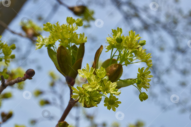 Скачать Распускаются цветочные почки клена остролистного (лат. Acer platanoides). фотосток Ozero