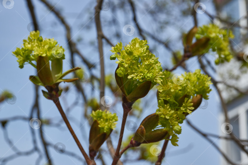 Скачать Распускаются цветочные почки клена остролистного (лат. Acer platanoides). фотосток Ozero