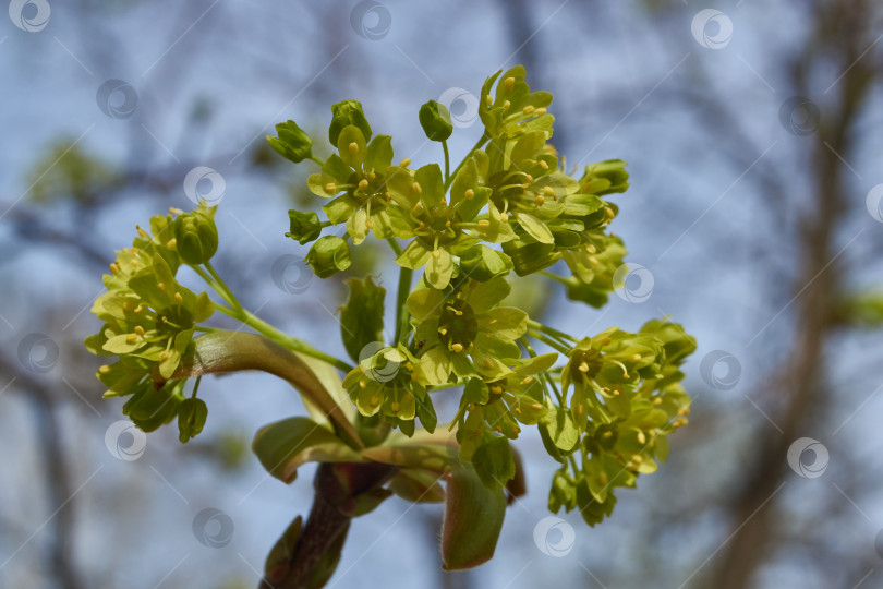 Скачать Распускаются цветочные почки клена остролистного (лат. Acer platanoides). фотосток Ozero