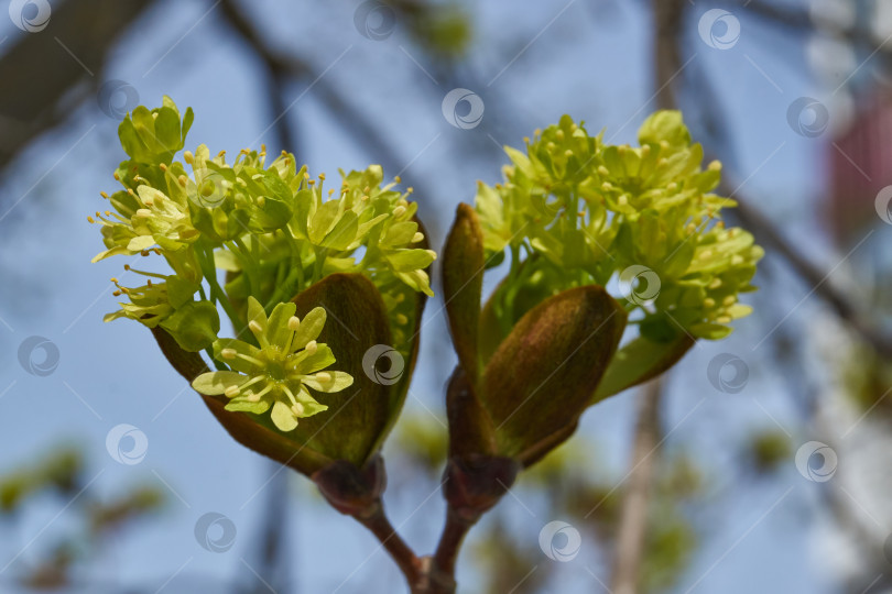 Скачать Распускаются цветочные почки клена остролистного (лат. Acer platanoides). фотосток Ozero