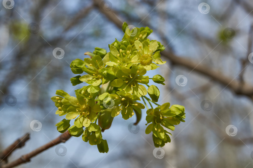 Скачать Распускаются цветочные почки клена остролистного (лат. Acer platanoides). фотосток Ozero