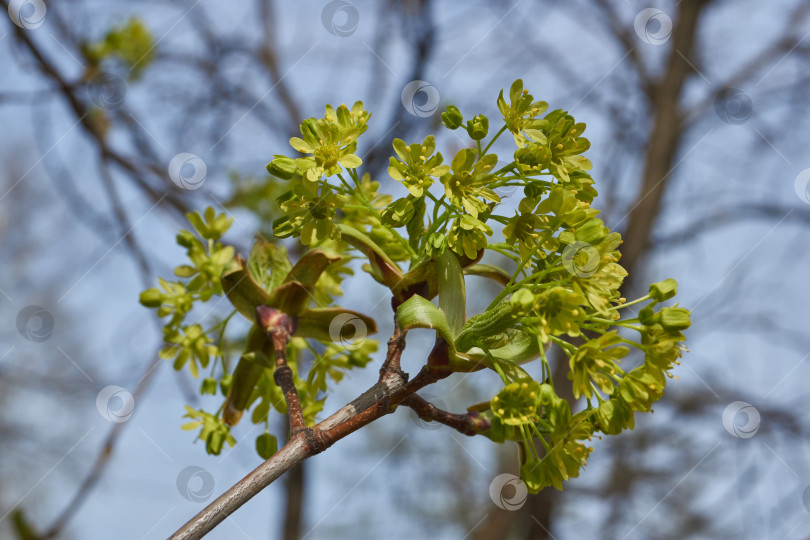 Скачать Распускаются цветочные почки клена остролистного (лат. Acer platanoides). фотосток Ozero