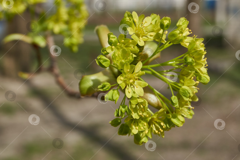 Скачать Распускаются цветочные почки клена остролистного (лат. Acer platanoides). фотосток Ozero