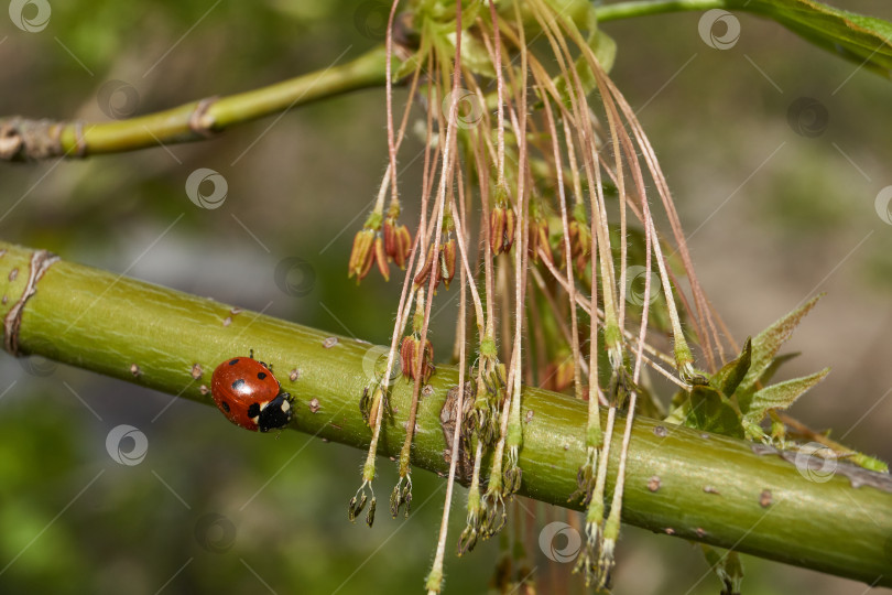 Скачать Цветет клен ясенелистный, или американский (лат. Acer negundo), распускаются соцветия. фотосток Ozero