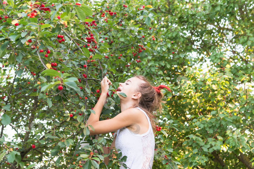 Скачать Молодая девушка собирает вишни с дерева в саду фотосток Ozero