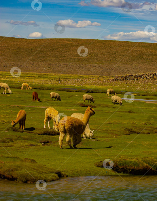 Скачать Ламы в горах Перу фотосток Ozero