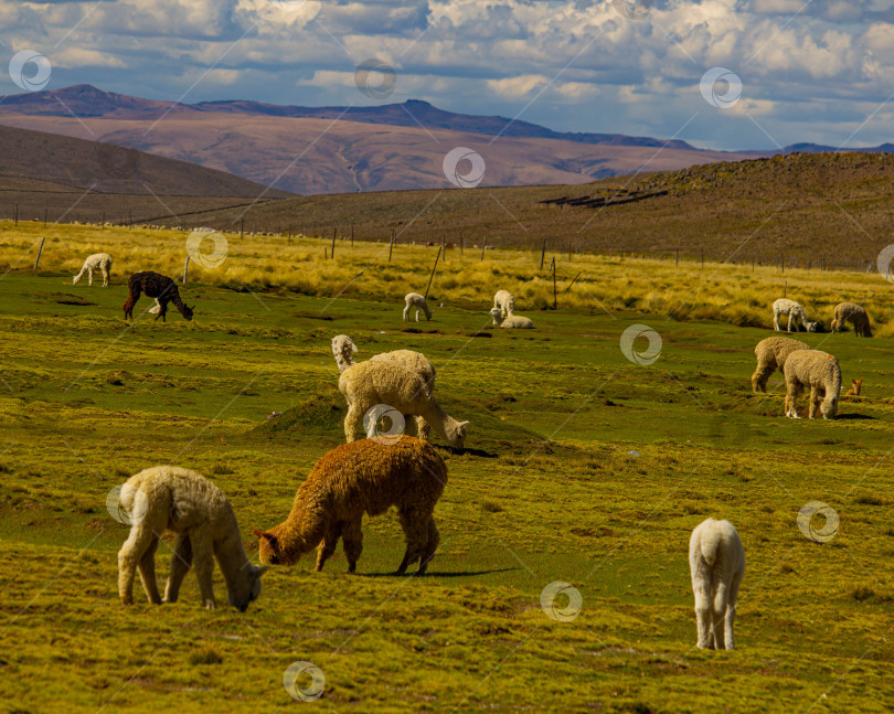 Скачать Ламы в Перу фотосток Ozero