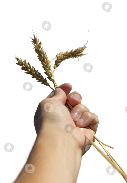 Скачать Рука, держащая три пшеничных колоска, выделенных на белом фоне фотосток Ozero