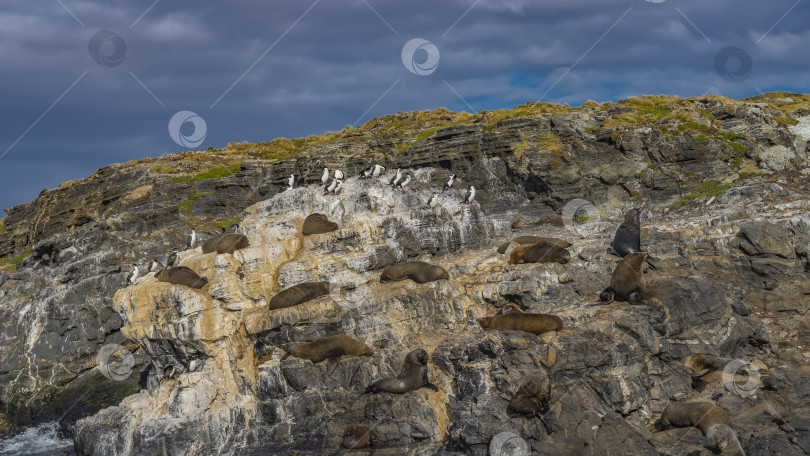 Скачать Группа морских львов лежит на склоне скалистого островка. фотосток Ozero