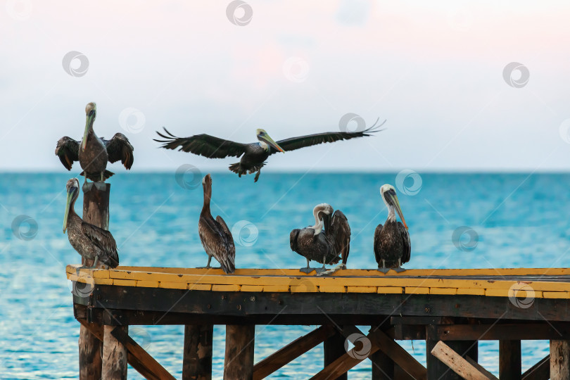 Скачать Пеликаны на причале (3) фотосток Ozero