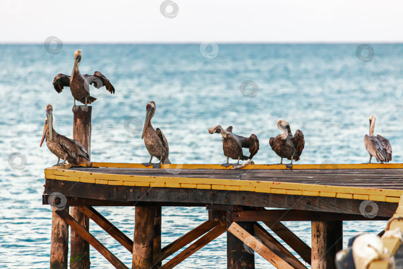 Скачать Пеликаны на причале (5) фотосток Ozero