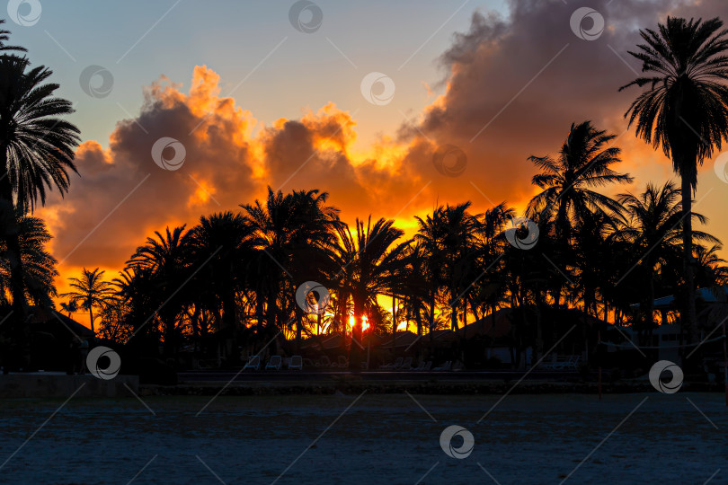 Скачать Восход солнца над пальмами (2). фотосток Ozero