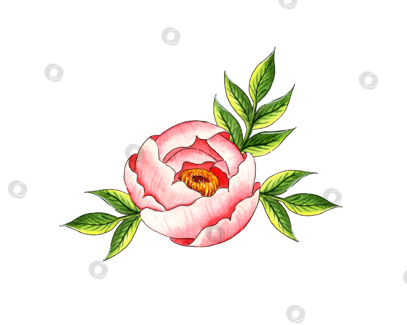 Скачать Акварельная иллюстрация нежного розового пиона с листьями фотосток Ozero