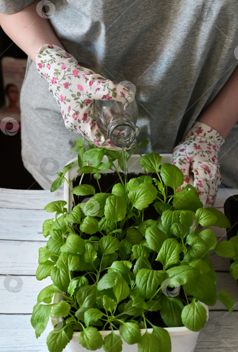Скачать Женщина в садовых перчатках пересаживает цветок в горшок за деревянным столом, крупным планом фотосток Ozero