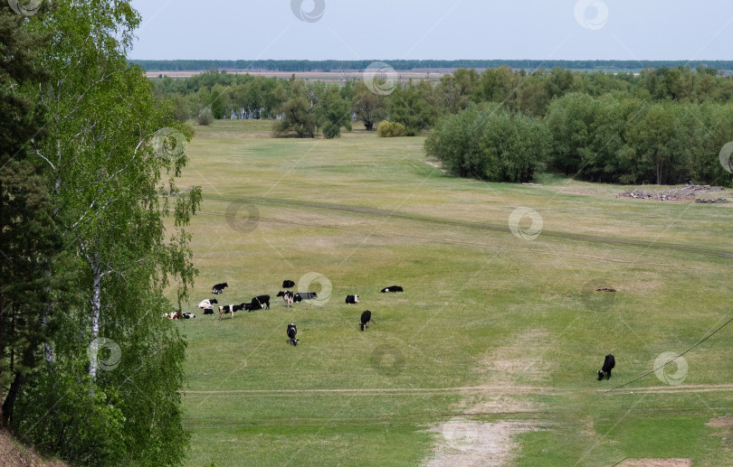 Скачать Стадо коров на летнем зеленом поле фотосток Ozero