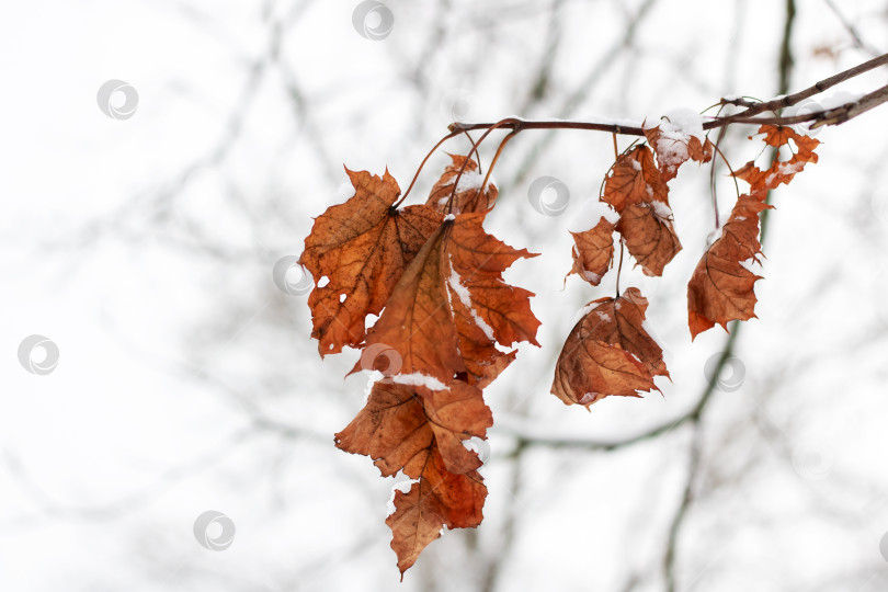 Скачать Лиственная ветка дерева с заснеженными листьями, застывшая на фоне зимнего неба фотосток Ozero