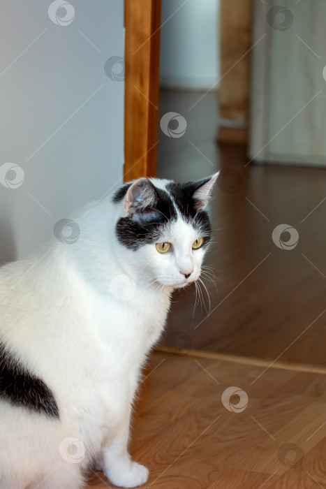 Скачать Черно-белая кошка дома, портрет крупным планом фотосток Ozero