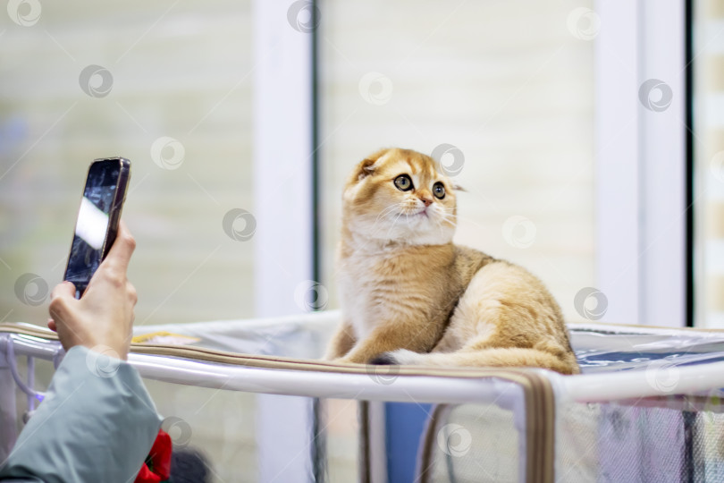 Скачать Домашний портрет шотландского вислоухого котенка крупным планом фотосток Ozero