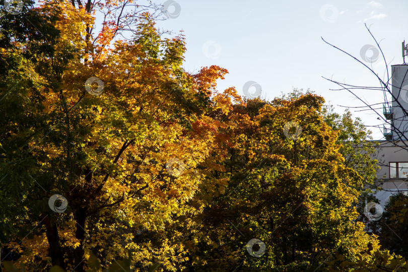 Скачать Дерево с золотыми листьями стоит перед зданием под открытым небом фотосток Ozero