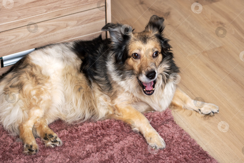 Скачать Пастушья собака лежит на деревянном коврике с открытым ртом на мероприятии по окрашиванию шерсти фотосток Ozero