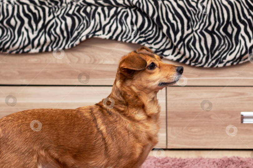 Скачать Коричневая хищная собака с палевой шерстью, стоящая перед диваном с рисунком зебры фотосток Ozero