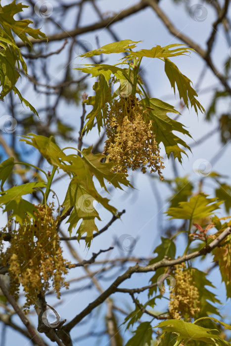 Скачать Красный дуб (лат. Quercus rubra) цветет, распуская соцветия. фотосток Ozero
