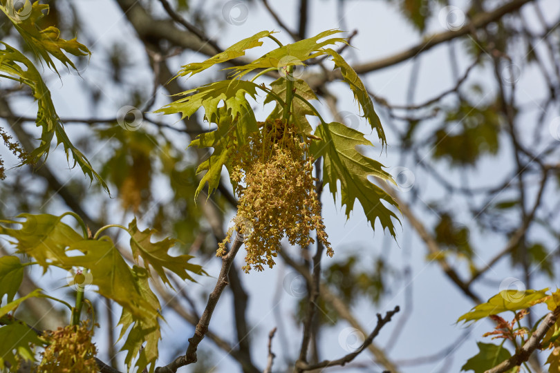 Скачать Красный дуб (лат. Quercus rubra) цветет, распуская соцветия. фотосток Ozero