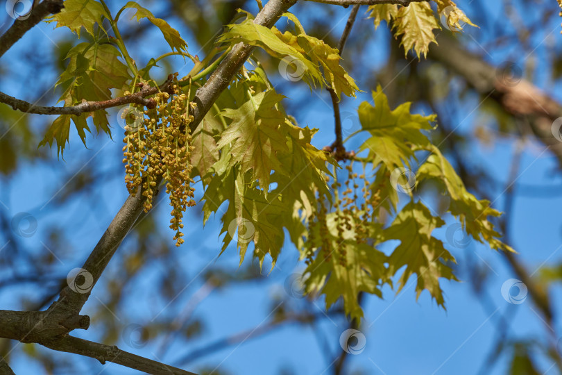 Скачать Красный дуб (лат. Quercus rubra) цветет, распуская соцветия. фотосток Ozero