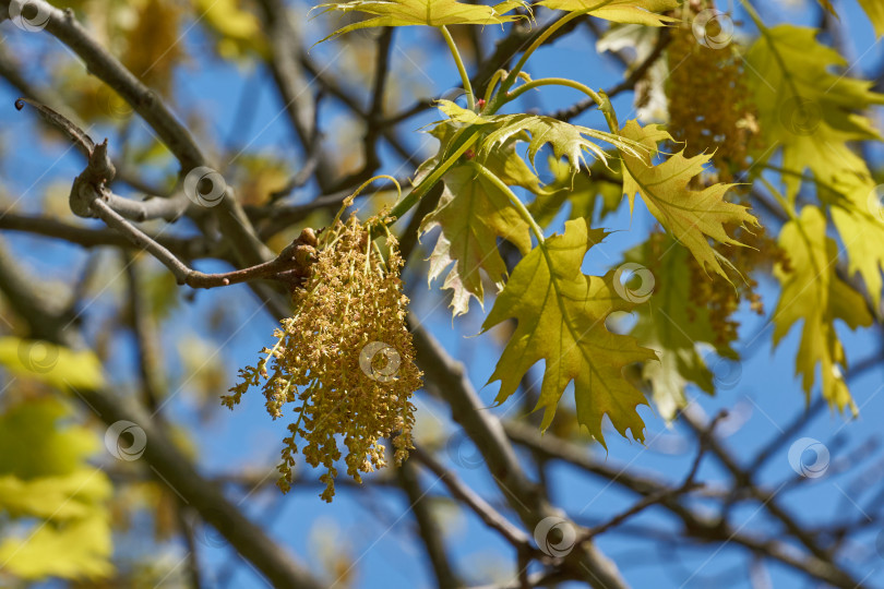 Скачать Красный дуб (лат. Quercus rubra) цветет, распуская соцветия. фотосток Ozero