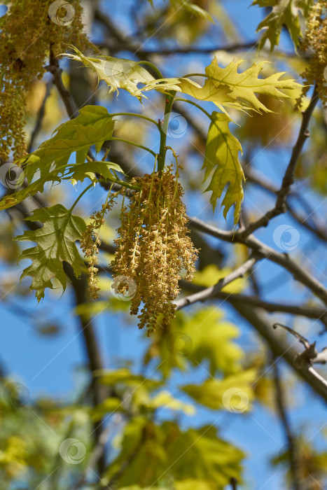 Скачать Красный дуб (лат. Quercus rubra) цветет, распуская соцветия. фотосток Ozero