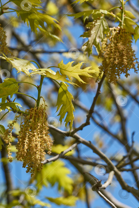 Скачать Красный дуб (лат. Quercus rubra) цветет, распуская соцветия. фотосток Ozero