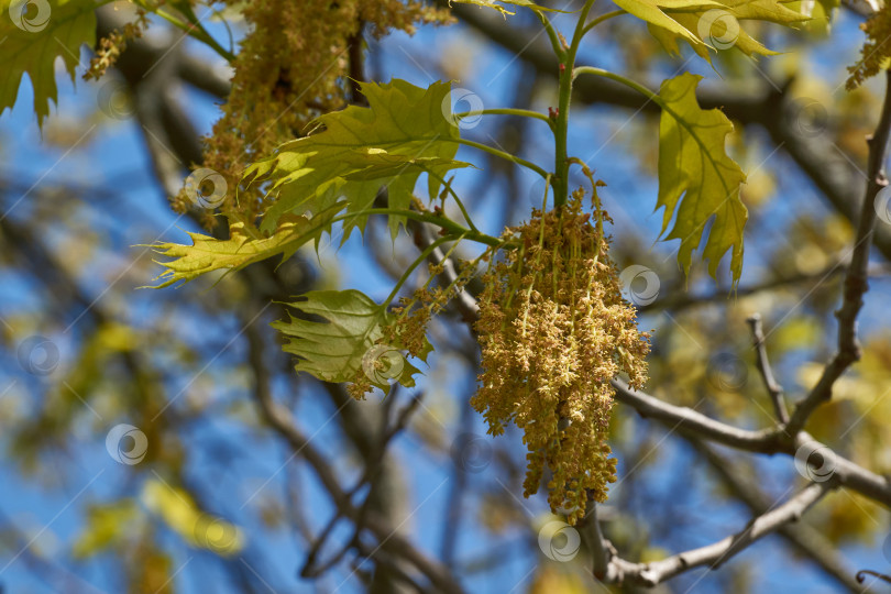 Скачать Красный дуб (лат. Quercus rubra) цветет, распуская соцветия. фотосток Ozero