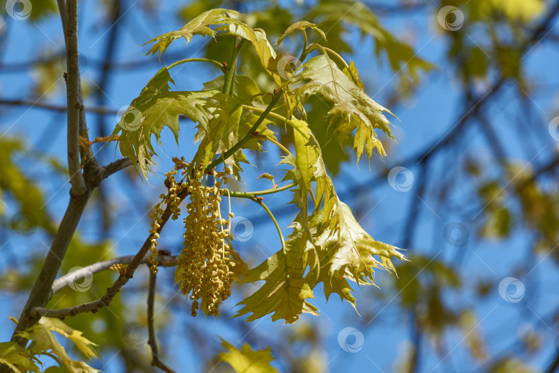 Скачать Красный дуб (лат. Quercus rubra) цветет, распуская соцветия. фотосток Ozero