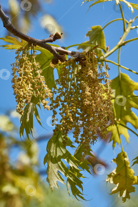 Скачать Красный дуб (лат. Quercus rubra) цветет, распуская соцветия. фотосток Ozero