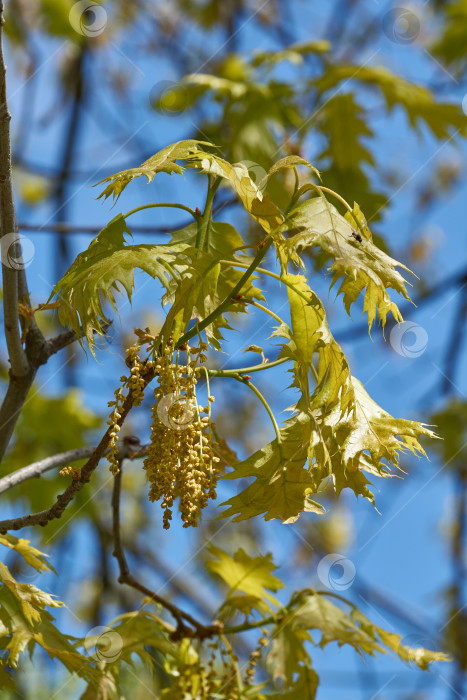 Скачать Красный дуб (лат. Quercus rubra) цветет, распуская соцветия. фотосток Ozero