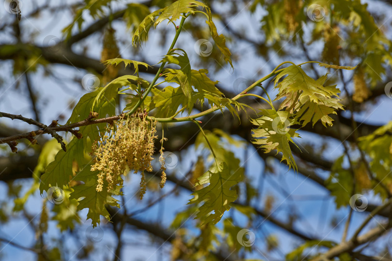 Скачать Красный дуб (лат. Quercus rubra) цветет, распуская соцветия. фотосток Ozero