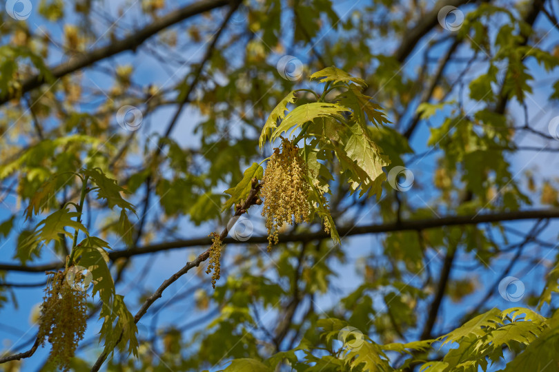 Скачать Красный дуб (лат. Quercus rubra) цветет, распуская соцветия. фотосток Ozero