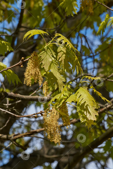 Скачать Красный дуб (лат. Quercus rubra) цветет, распуская соцветия. фотосток Ozero