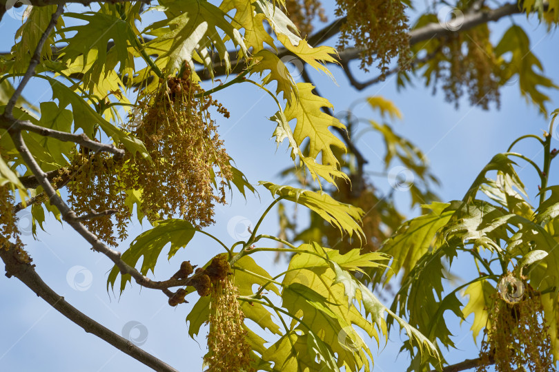 Скачать Красный дуб (лат. Quercus rubra) цветет, распуская соцветия. фотосток Ozero