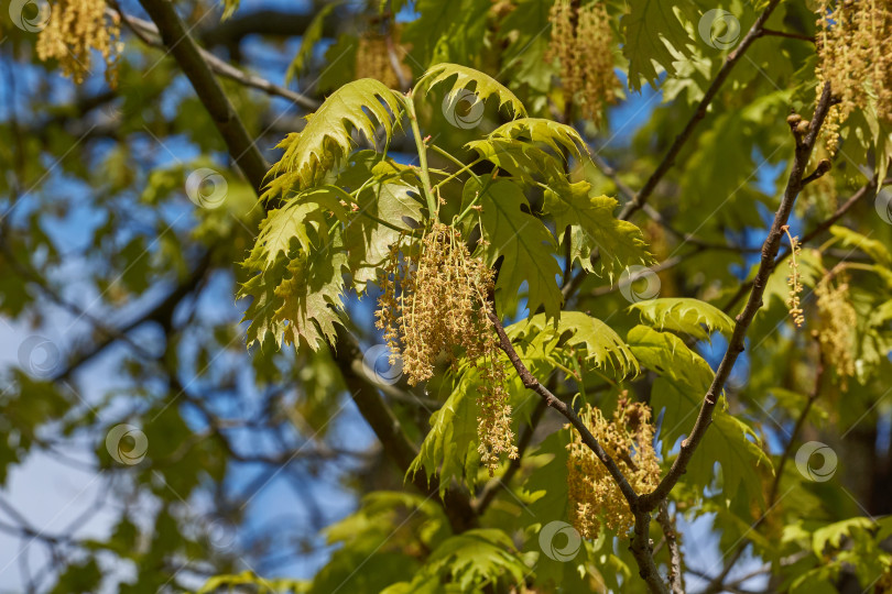 Скачать Красный дуб (лат. Quercus rubra) цветет, распуская соцветия. фотосток Ozero