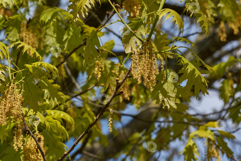 Скачать Красный дуб (лат. Quercus rubra) цветет, распуская соцветия. фотосток Ozero