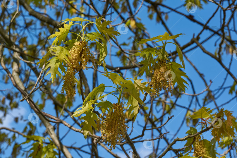 Скачать Красный дуб (лат. Quercus rubra) цветет, распуская соцветия. фотосток Ozero